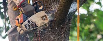 Tree and Shrub Care in Warrenton, OR