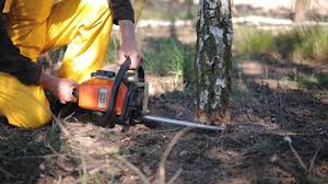 How Our Tree Care Process Works  in  Warrenton, OR