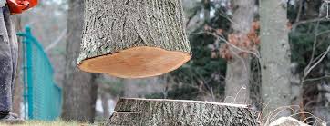 Best Leaf Removal  in Warrenton, OR