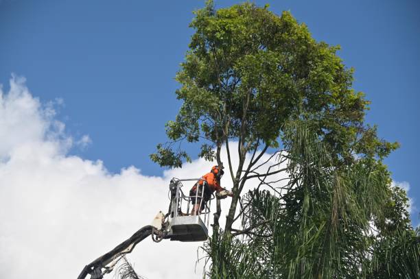 Best Tree Maintenance Programs  in Warrenton, OR