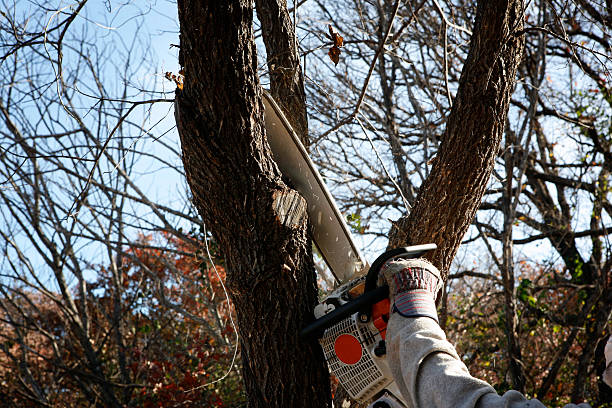 Seasonal Cleanup (Spring/Fall) in Warrenton, OR