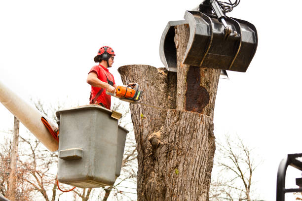 Best Tree Removal  in Warrenton, OR